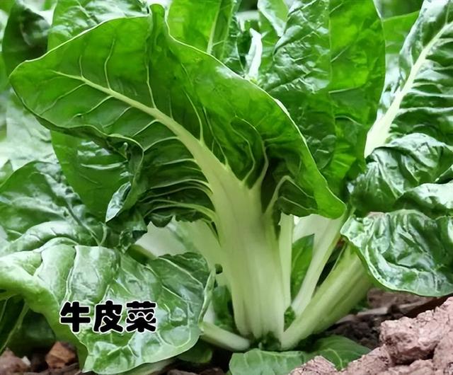 十大打农药最多的菜有哪些，哪种菜农药比较少（天生自带“驱虫”能力的10种蔬菜）