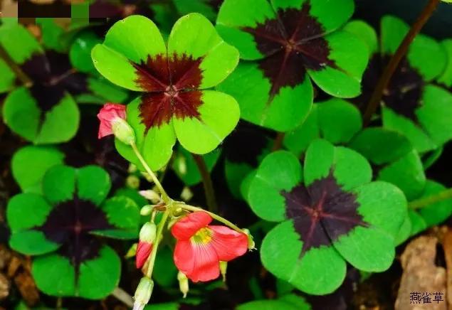 鲜花的花语和花的数目的寓意，鲜花数量的寓意（100种迷人的“数字花”）