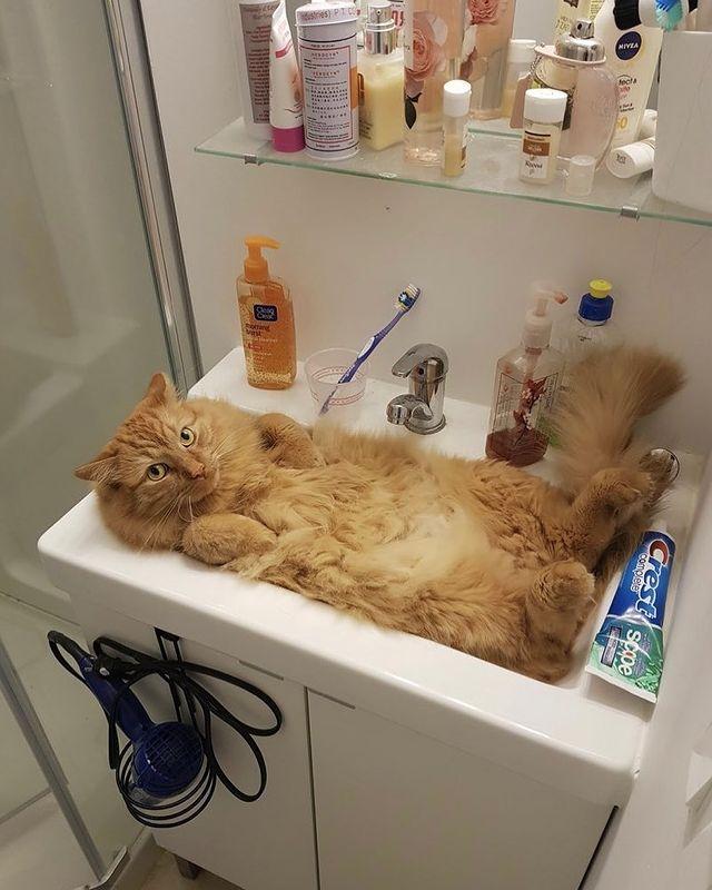 可爱猫，可爱猫咪名字（歪果网友分享各种古怪可爱的小猫咪图片）