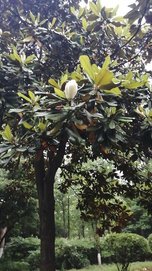 广玉兰（广玉兰花），在园林绿化中常见的几种玉兰花（玉兰花 广玉兰）