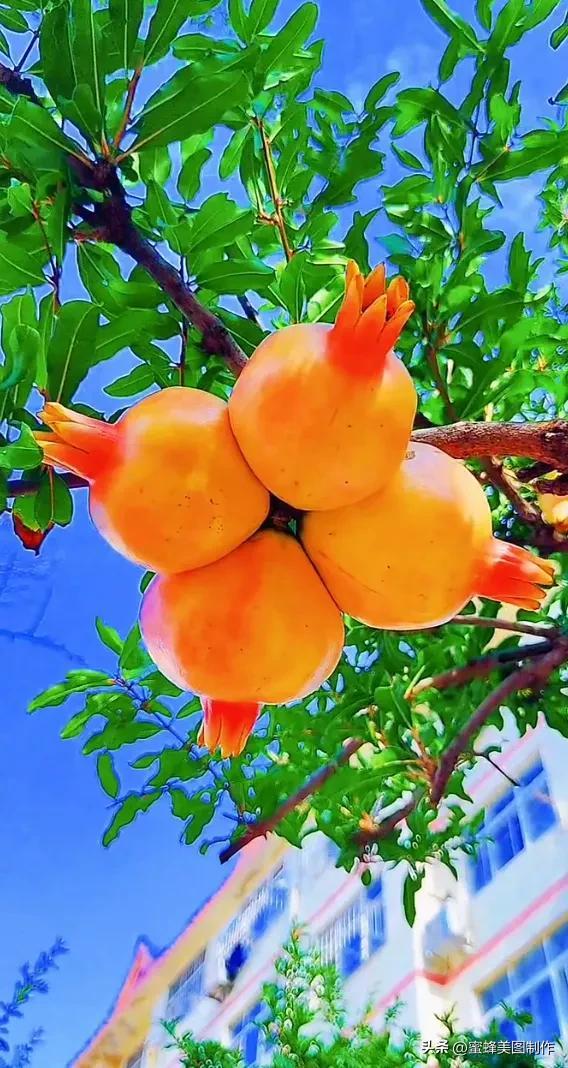 四个季节各有什么水果和蔬菜，四个季节各有什么水果和蔬菜和水果（60张水果蔬菜壁纸美图）