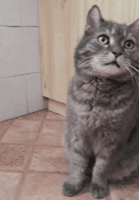 猫唇是什么唇形，猫唇是什么样子的（猫咪舔嘴就是嘴馋）