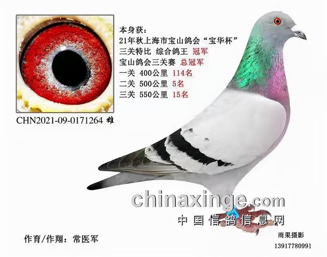 什么鸽子引天落，什么叫天落鸽子（引赛绩鸽修得正果——飞出三关鸽王冠军）