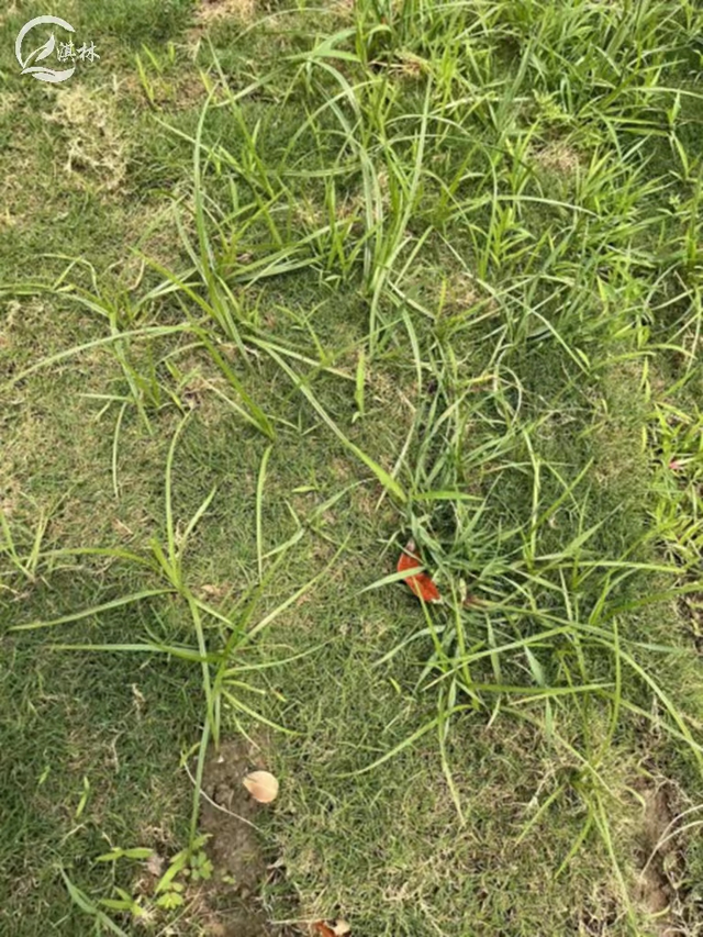 高羊茅草夏天会死吗，高羊茅草是多年生草吗（高羊茅草坪夏季除草攻略）