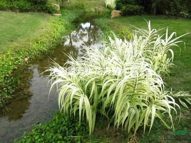 50种水生植物，园林景观中常见的10种水生植物