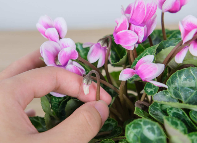 仙客来的花语是什么，仙客来花名的由来（如何养好仙客来盆栽）