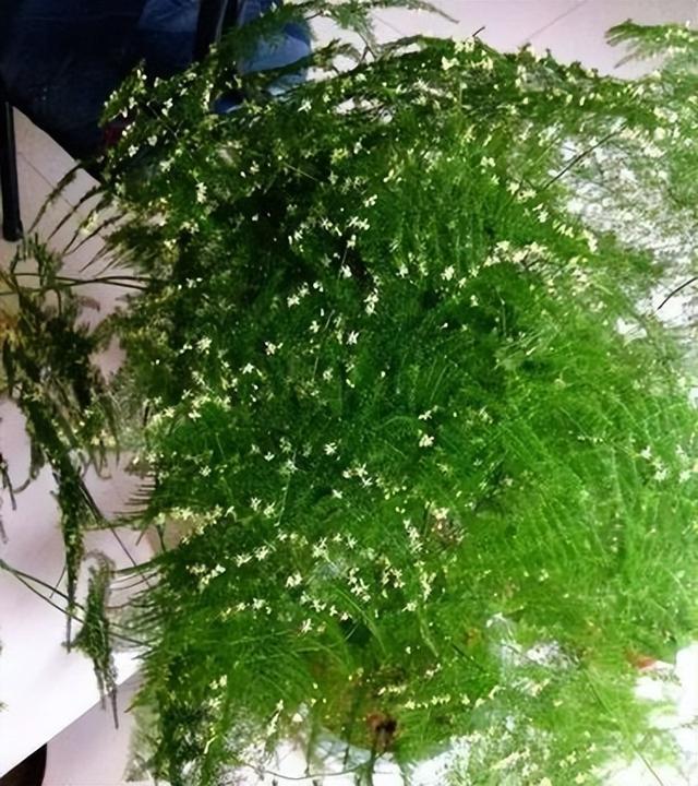 文竹的养殖方法和注意事项，文竹的养殖方法和注意事项有哪些（要让文竹“翠绿旺盛”）