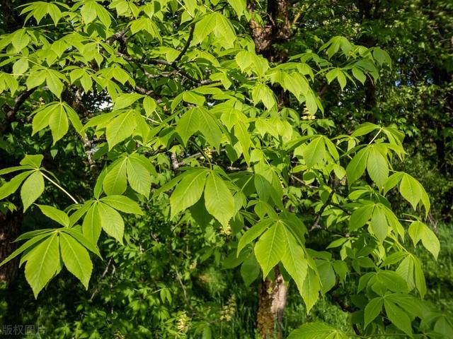 沙罗树药用功效，七叶树种子多少钱一斤（成分党必知——七叶树）