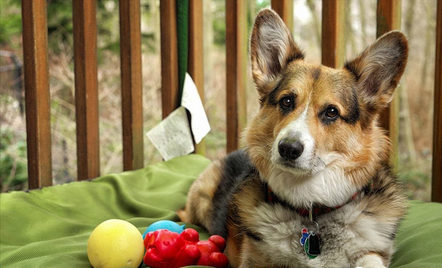 狗多大年龄2021，狗狗的年龄有多大（宠主一定要好好珍惜自家狗）