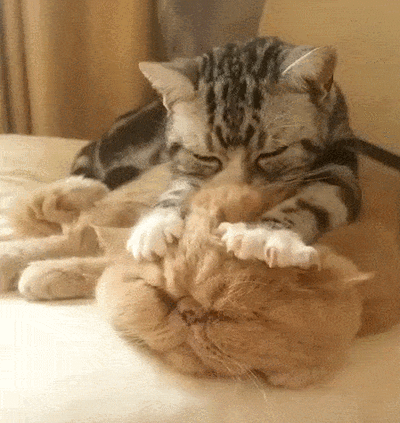 来姨妈能吃巧克力吗，来姨妈可以吃巧克力吗（有哪些来姨妈不能做的事）