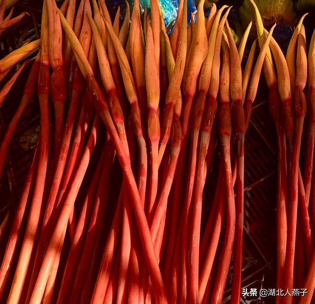 春天能吃的野菜大全，春天都有哪些野菜可以吃（送你63种野菜大图鉴）