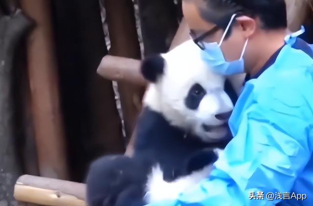 向熊猫福菀泼水，向熊猫福菀泼水3游客身份未确定（残疾熊猫宝宝遭泼水，拳头硬了）