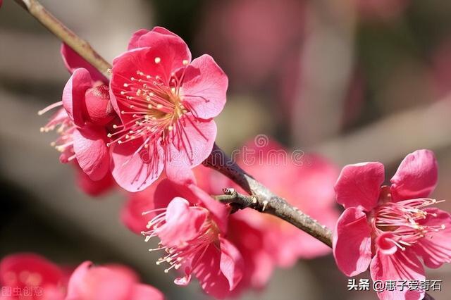 菊花残满地伤下一句是什么，菊花残满地伤的下一句是什么（赞美花中四君子的十二首诗词）