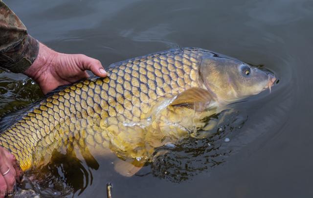 岬怎么读，岷怎么读组词（4：联想记单词，so）