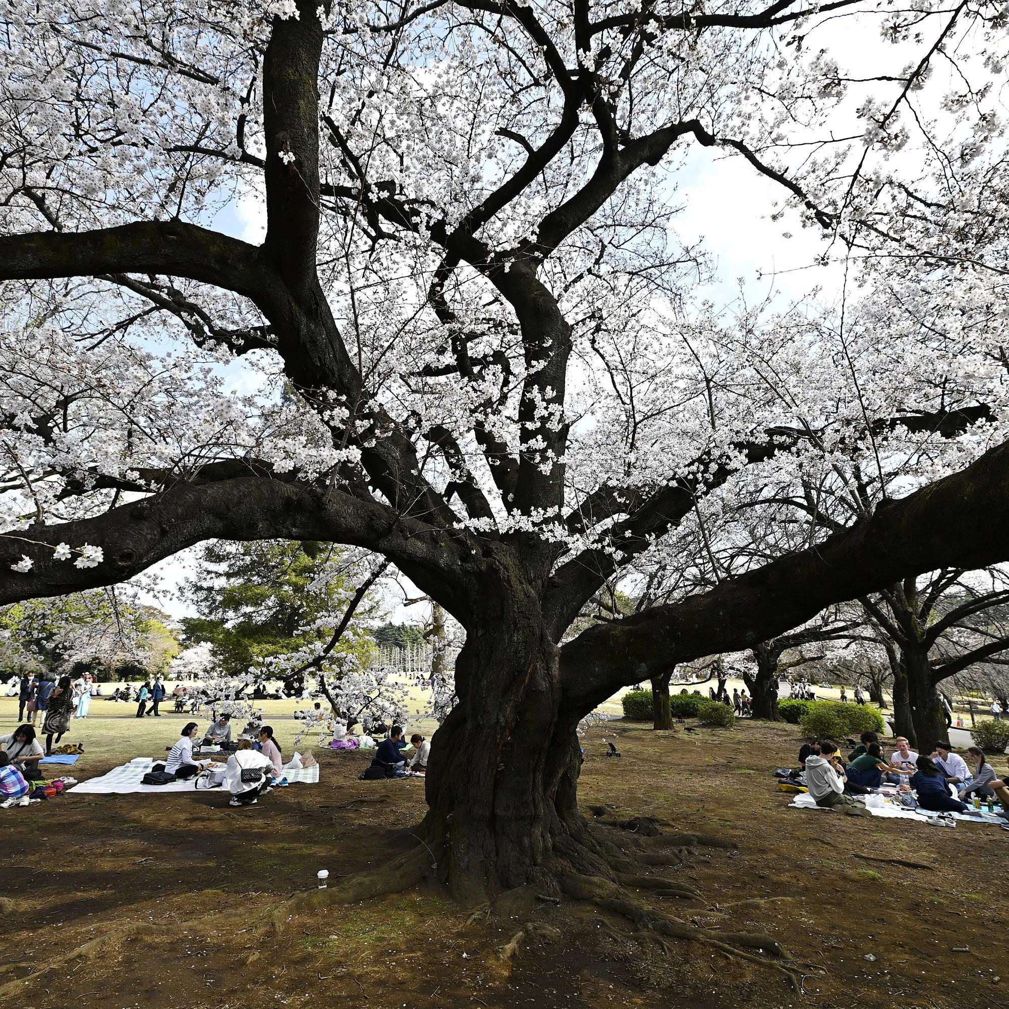 日樱（日本东京樱花又开了）