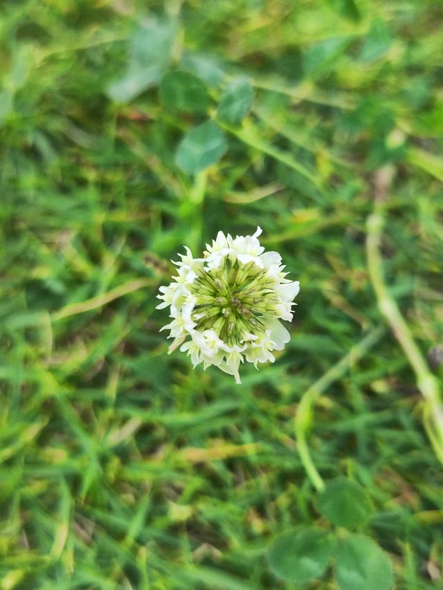 白花三叶草功效与作用，新西兰三叶草蜂蜜（一日一草·白车轴草）