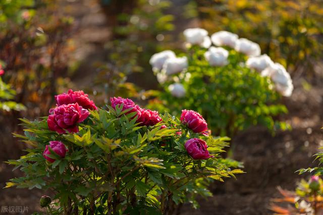 冬天种什么花好养活，冬天什么花好养活北方室内（冻不死的花草清单）