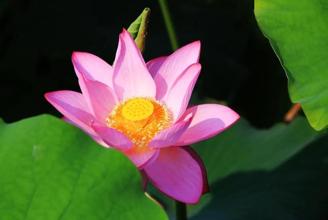 七戒是哪七戒，七戒是哪七戒秒懂百科（人生九戒，你都知道吗）