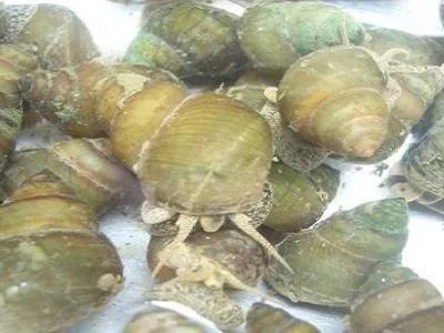 田螺人工养殖技术及注意事项，田螺人工养殖技术及注意事项有哪些（田螺养殖亩产能2-4万元是真的吗）