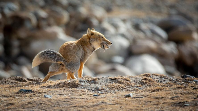 历史上四位假太监都有谁，让太后生子
