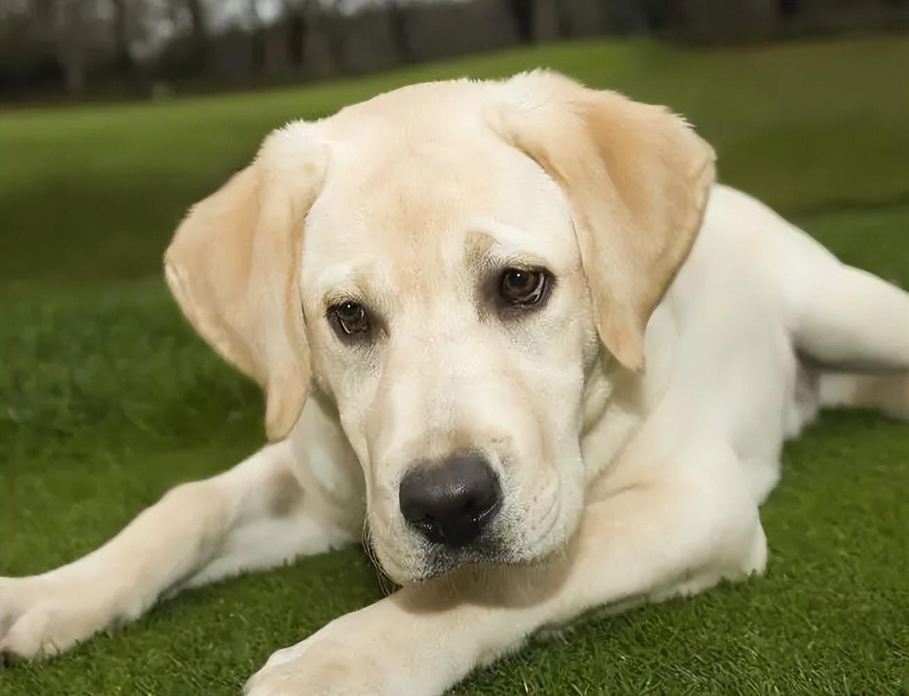 拉布拉多犬的价格(拉布拉多价格多少钱一只幼犬)