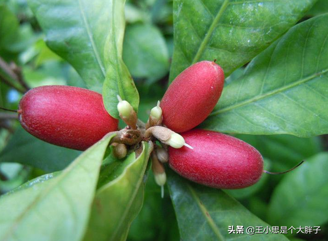 世界上最恐怖的水果，世界上最恐怖的水果图片（名字太“奇特”）