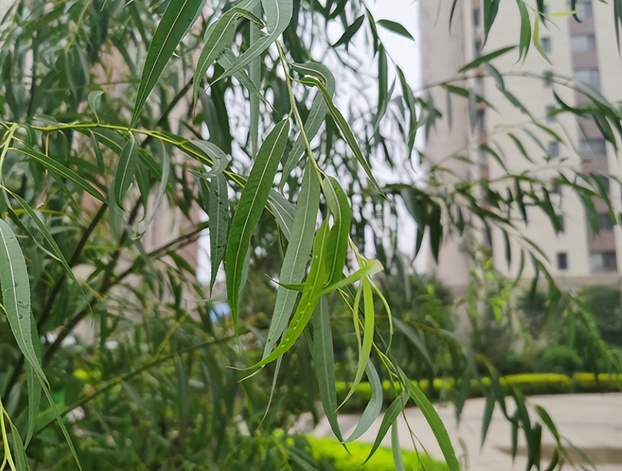 植物传播种子的办法，植物传播种子方法（主要有这5种方式）