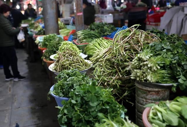 南京春天吃的野菜，比王宝钏更懂野菜的，是南京人