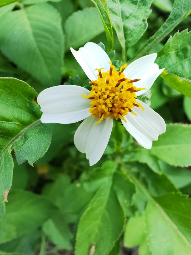 华为账号登录，华为账号登陆（我一次性告诉你）