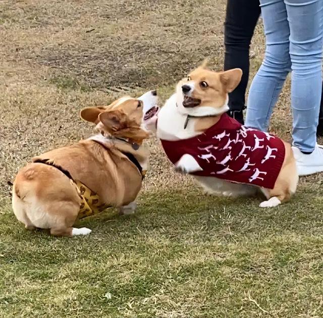 柯基犬的优缺点，柯基犬有什么优点和缺点（为什么不建议养公柯基）