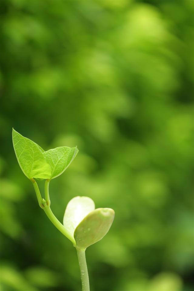 种子发芽过程图片，种子发芽六个过程（<带来希望的头像>）