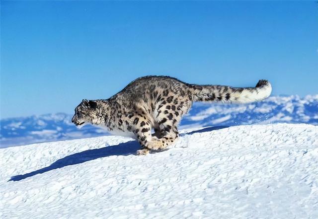 雪豹后传之苍狼全集，雪豹三部曲是哪三部（狼群调虎离山在荒原伏击雪豹）