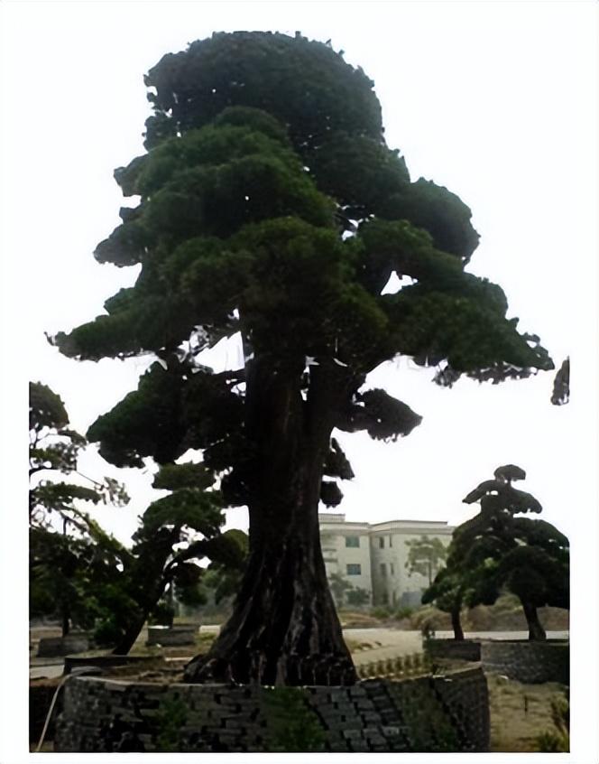 罗汉松果实多少钱一斤(苗交会上最具价值的5棵罗汉松) - 价格百科