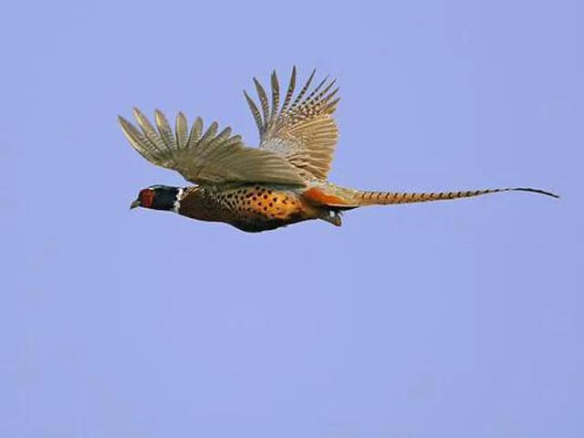 人工孵鸡蛋的方法，人工孵鸡蛋的方法有哪些（七彩山鸡的人工养殖技术）