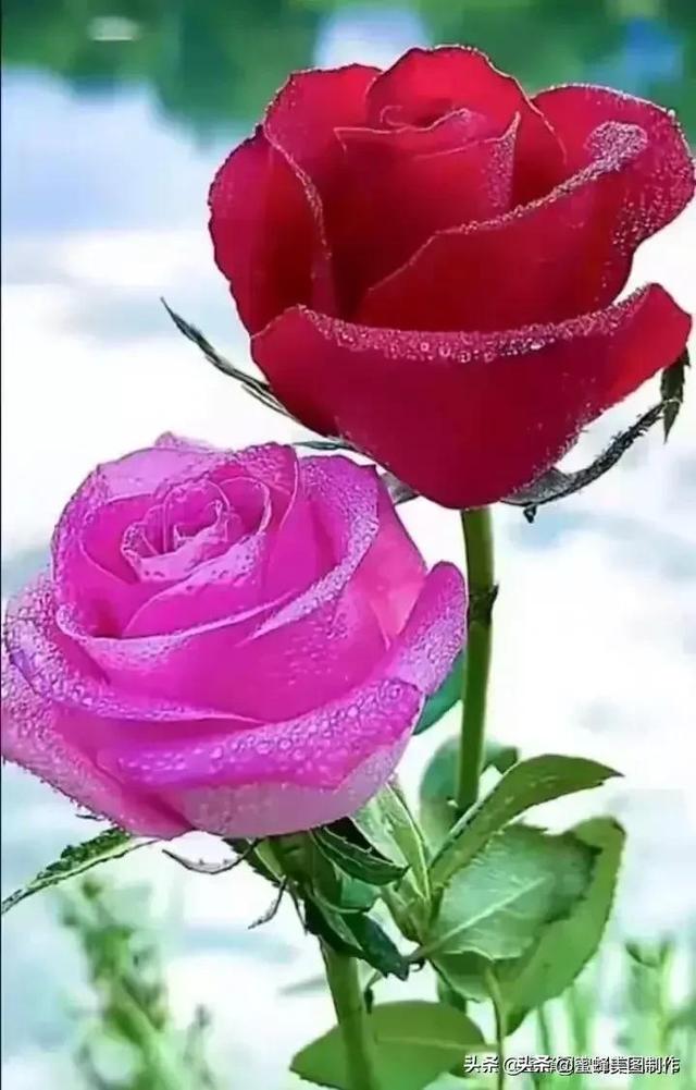 七夕节的图片，七夕浪漫情人节，玫瑰壁纸（七夕节的图片）