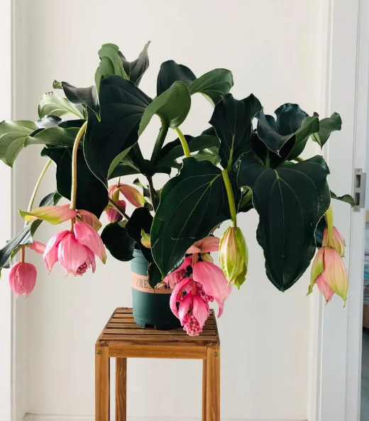 室内植物100种大盆栽，好养而又适合室内养殖的盆栽（园艺师给大家介绍10种适合室内养的花卉盆栽）