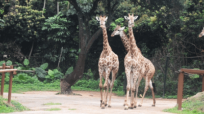 深圳世界之窗门票多少钱一张，深圳世界之窗晚上门票多少（动物园\u0026世界之窗/欢乐海岸水秀）