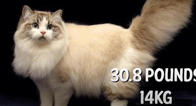 猫的种类图片及名称，猫的种类图片及介绍（猫的种类和性格特点）