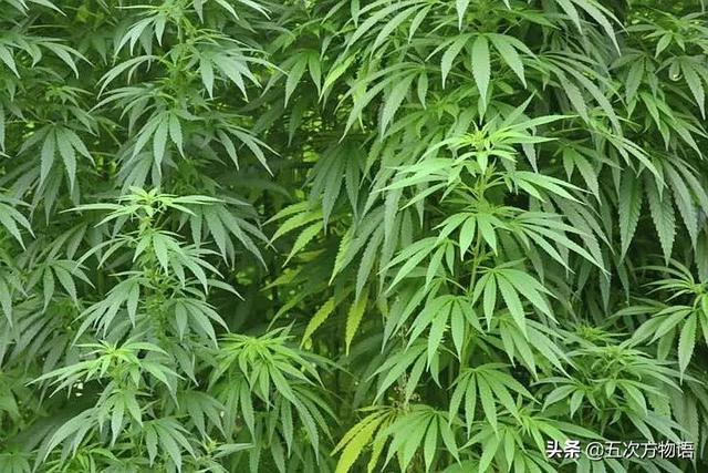 五蠹是哪五个，指的是哪五蠹？之首是儒术吗（中国麻类作物大全）