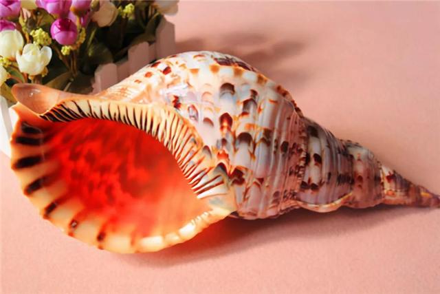 贝壳的样子像什么，贝壳的样子是什么（漂亮的贝壳，好喜欢）