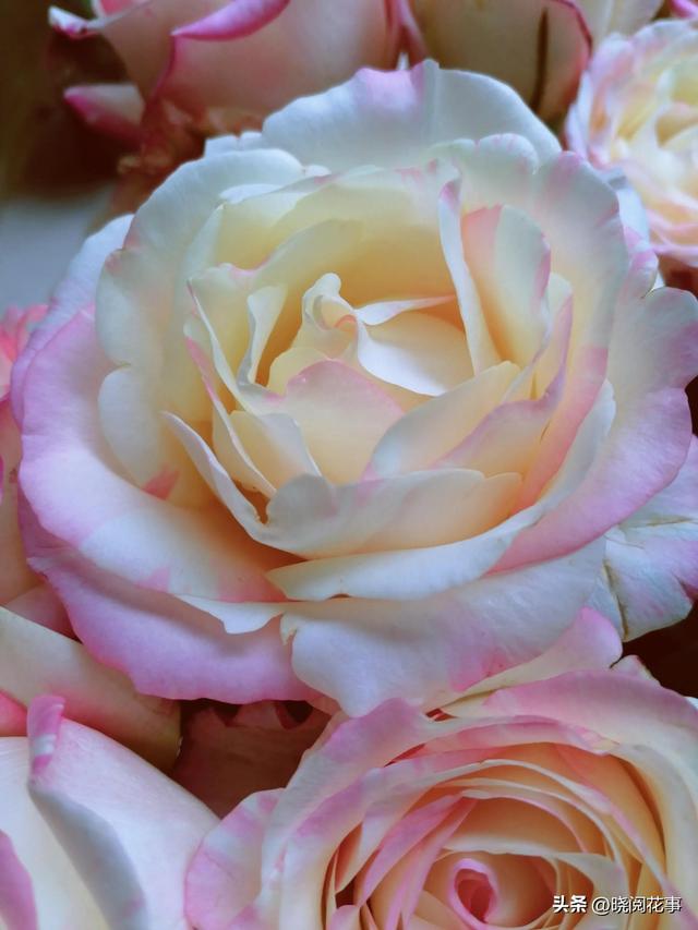 表白用什么花合适，表白一般送什么花合适（第一次表白如何选花）