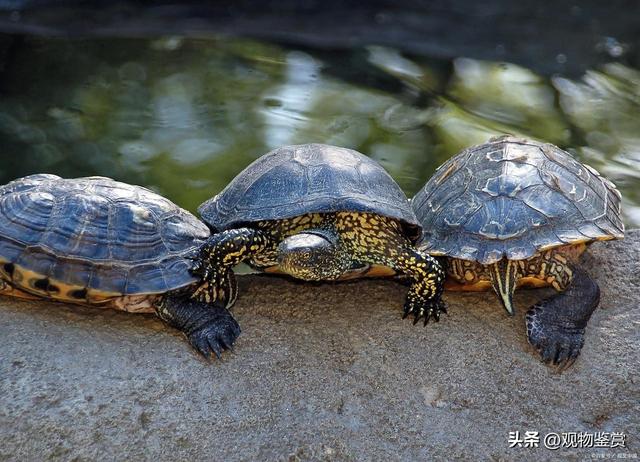 乌龟认识主人吗，乌龟能不能认识主人（那怎样向巴西龟表示友好呢）