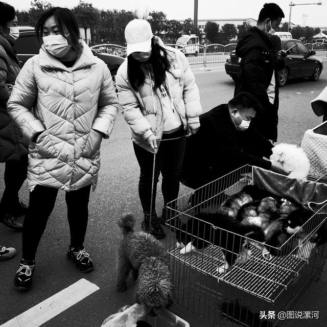 宠物市场在哪里，成都的宠物狗市场在那里呀（漯河宠物市场印象）