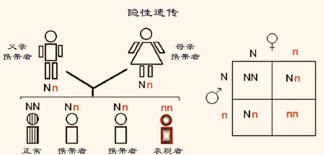 男人与雌性宠物交，雪貂可以当宠物养吗（遇到自己的母亲怎么办）