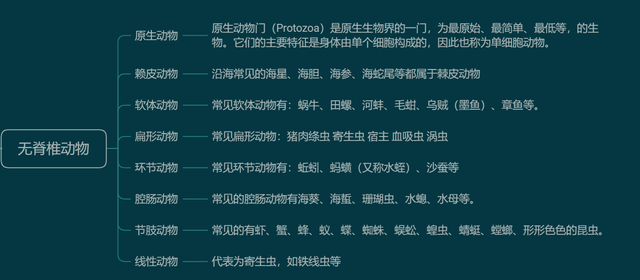 动物分为哺乳动物和什么动物，什么动物是哺乳类动物（动物是怎么分类的）