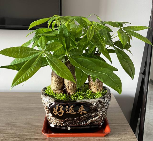 发财树养护，天天翠绿茂盛、芽点多长势好（发财树养护要点）