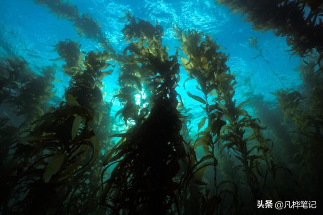 水下摄影注意什么，水下婚纱摄影（初学者的10个水下摄影技巧）