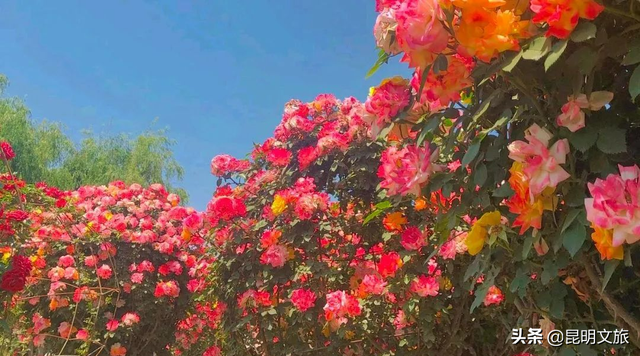 市花和市树是什么，杭州的市树和市花是什么（昆明400亩网红月季花海）