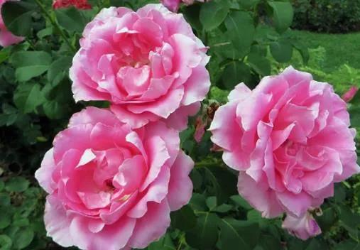 鲜花图片，鲜花图片下载 免费（分享图片：60款精美花卉图）