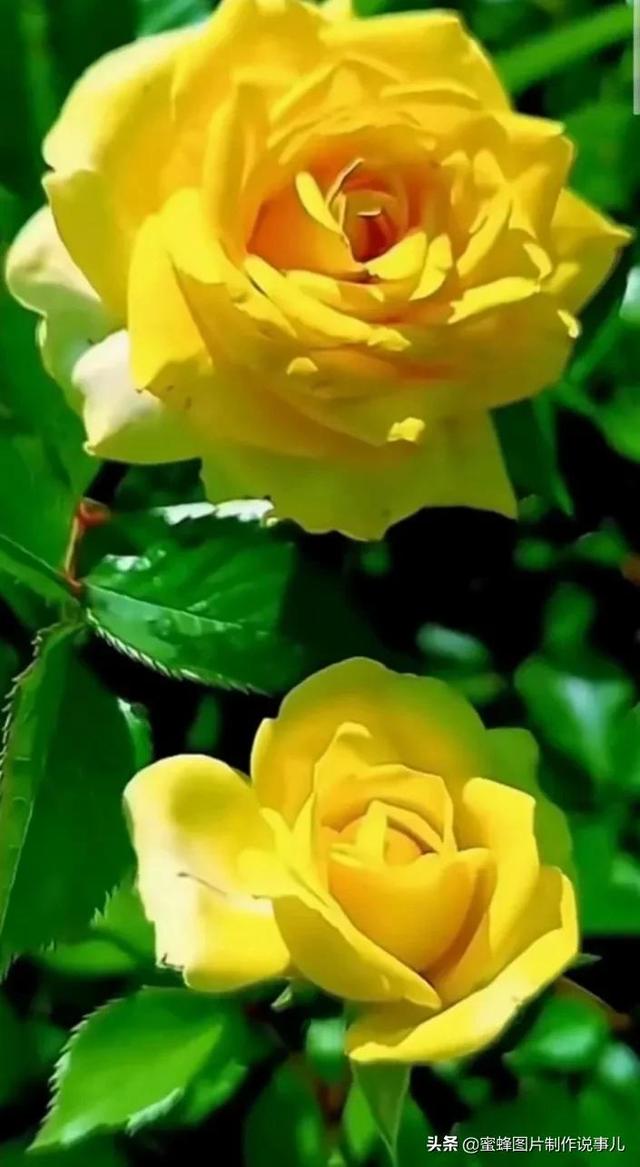 红玫瑰背景图，红玫瑰背景图ins（一朵朵玫瑰花绽放美丽的容颜）